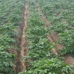 Come il peperone rosso e la soluzione di sapone salvano le patate dal coleottero della patata del Colorado senza l'uso di prodotti chimici: una difesa bruciante dal semenzaio come-il-peperone-rosso-e-la-soluzione-di-sapone-salvano.jpg