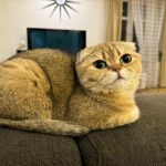 Cosa succede se un gatto viene alimentato solo con cibo secco: il mito dell'umidità e dei reni sotto attacco cosa-succede-se-un-gatto-viene-alimentato-solo-con-cibo.jpg