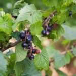 Perché inzuppare il ribes con acqua bollente: un metodo antico contro gli acari dei reni perche-inzuppare-il-ribes-con-acqua-bollente-un-metodo-antico.jpg