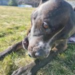 Perché lasciare il cane senza guinzaglio: il prezzo della libertà e i rischi invisibili perche-lasciare-il-cane-senza-guinzaglio-il-prezzo-della-liberta.jpg