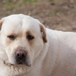 Perché un cane anziano ti segue: l'ansia geriatrica e la ricerca di un punto d'appoggio perche-un-cane-anziano-ti-segue-lansia-geriatrica-e-la.jpg