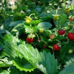 quanti-anni-vivono-le-fragole-da-giardino-quando-e-il.jpg