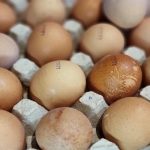 Quanti giorni perdono le uova quando si trovano nella porta del frigorifero con il beccuccio rivolto verso l'alto? quanti-giorni-perdono-le-uova-quando-si-trovano-nella-porta.jpg